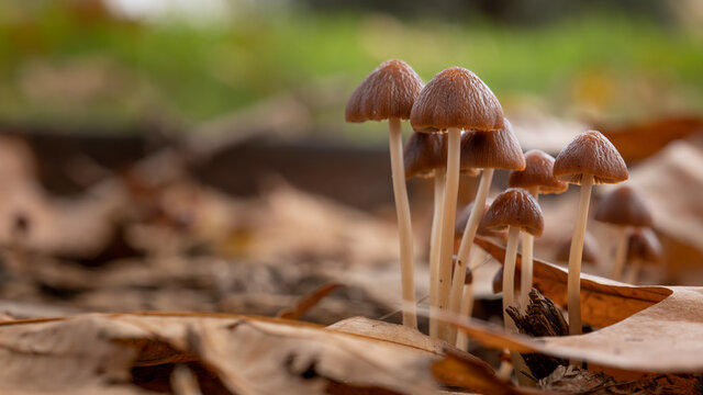Little fresh mushrooms, growing in autumn forest