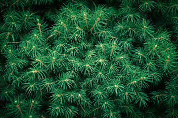 Naklejka na ściany i meble Close-up of fir-needle tree branches composition as a background texture. Natural plant backdrop.