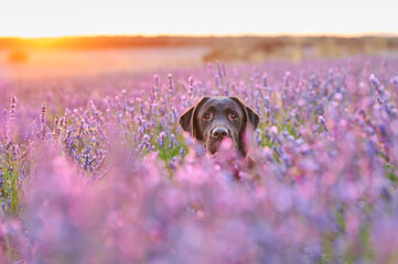 portrait of labrador retriever dog in a field of lavender blossom in a warm sunset - obrazy, fototapety, plakaty