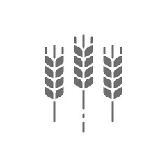 Wheat ear, grain gray icon. Isolated on white background