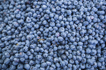 Fresh healthy organic blueberries. Antioxidant . Summer food
