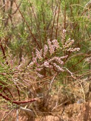 flower in desert