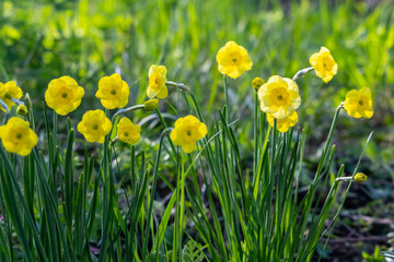 Fototapeta premium blooming yellow daffodils in spring