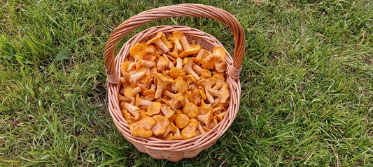 mushrooms in a basket