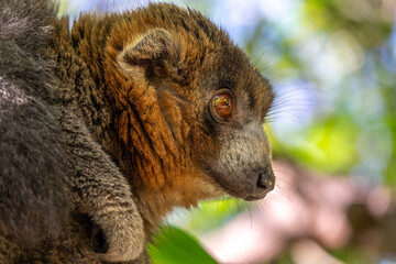 Mongoose lemur, Eulemur mongoz, Madagascar endemic primate