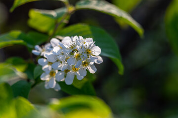 bird cherry flowers on a branch close-up