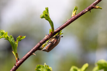 may beetle on a rosehip branch in spring