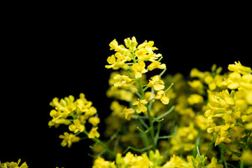 bright yellow rapeseed flowers blooming on black background isolate