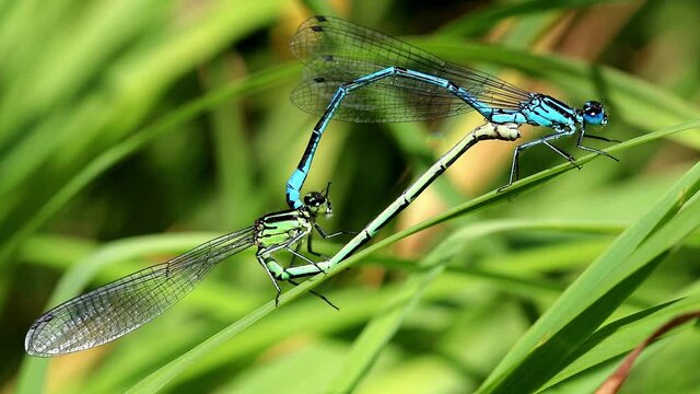 footage of Azure Damselflies mating. Scientific name, Coenagrion puella. During footage they are attacked by a Blue Tailed damselfly, Scientific name Ischnura elegans.
