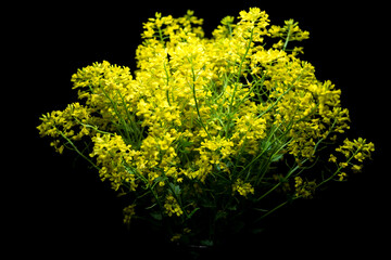 bright yellow rapeseed flowers blooming on black background isolate