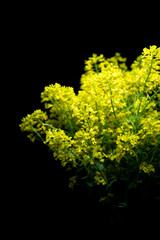 bright yellow rapeseed flowers blooming on black background isolate