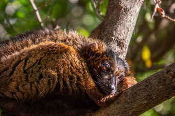 Red-bellied Lemur - Eulemur rubriventer, rainforest Madagascar primate