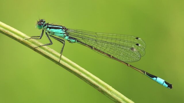 Male Blue Tailed Damselfly footage. Scientific name, Ischnura elegans. Damselfly is perched on a plantain grass stem.