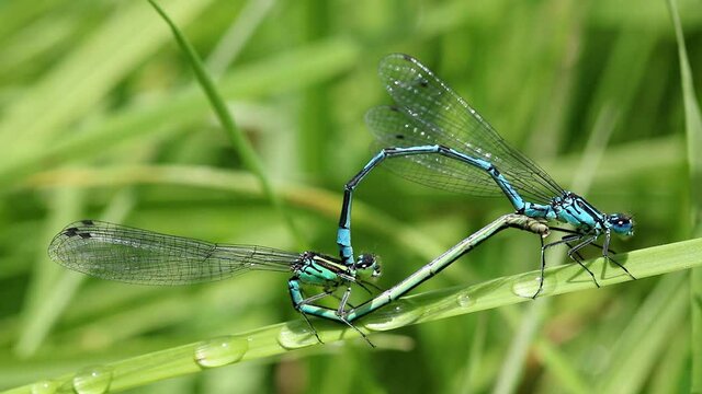 Male and female Azure damselflies mating. Scientific name, Coenagrion puella. Damselflies are attacked by another damselfly. Males tail has unusual extra markings which are rare. 
