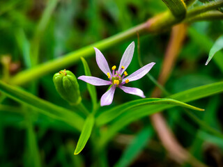 Close up view of lavender colour small flower with green background