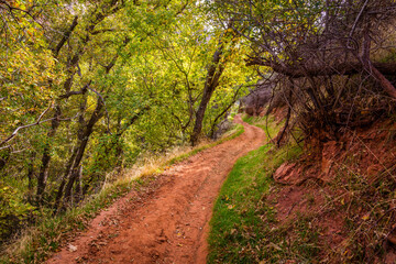 Fototapeta na wymiar The narrow trail through the beautiful forest. Zion National Park, Utah, USA