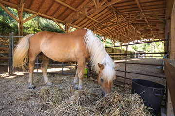 Amazing brown horse eating straw in the stable