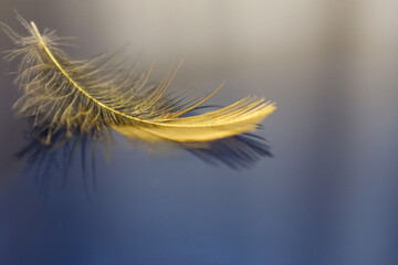 feather on the lake