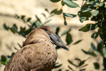 Hammerhead bird, Scopus umbretta African bird known for building nests