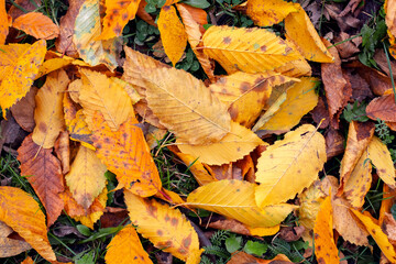 Dry autumn fallen leaves in the forest on the ground