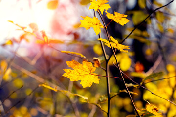 Fototapeta na wymiar Magic corner of autumn forest with yellow maple leaves in sunny weather