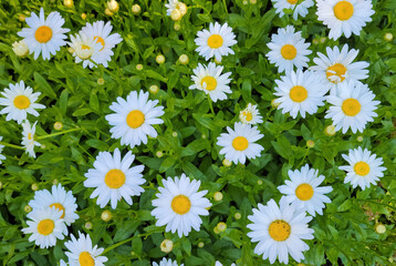 White daisies growing in summer garden