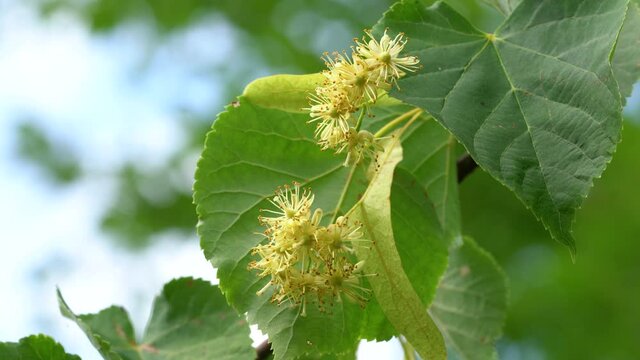 Small-Leaved Lime flowers in slight breeze (Tilia cordata) - (4K)