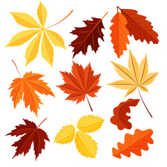 Vector set of autumn leaves isolated on a white background