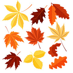 Fototapeta premium Vector set of autumn leaves isolated on a white background