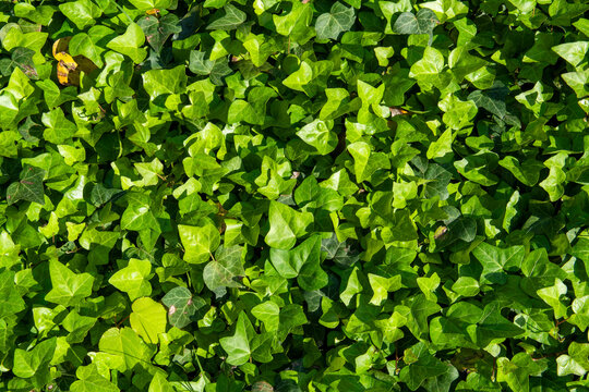 Green ivy leaves 