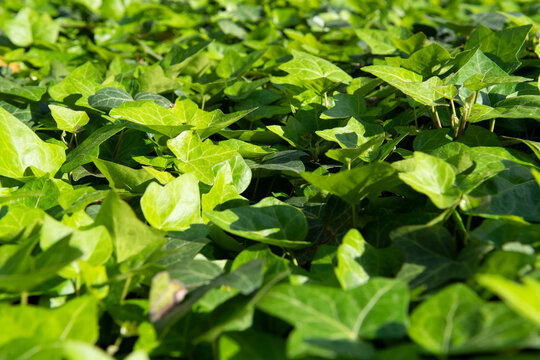 Bluszcz - zielone liście