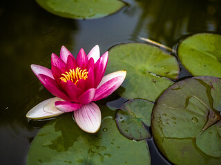 Lilia wodna na jeziorze, różowy kwiat, zielone liście na wodzie  - obrazy, fototapety, plakaty