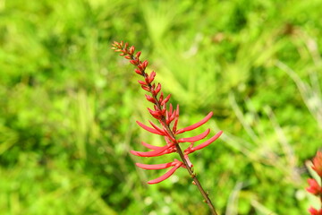 Coral bean or Erythrina herbacea Florida native unique red color wildflower shrub blooms in spring have bean seeds green