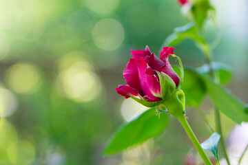 Red Rose Bud. New rose bud. Young graceful spray rose. A small bud of a blooming flower. magic...