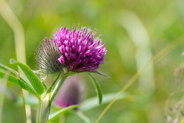 flowering meadow. Wild red clover flower isolated, Trifolium pratense, with green background. Red Clover, in a typical meadow environment. delicate flower close-up. macro nature.