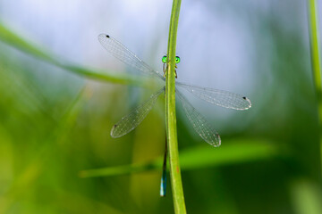 Coenagrion pulchellum. a dragonfly hiding behind the grass. small blue dragonfly on a field plant. big green eyes. autumn or summer background. small predator. macro nature, insect close-up.