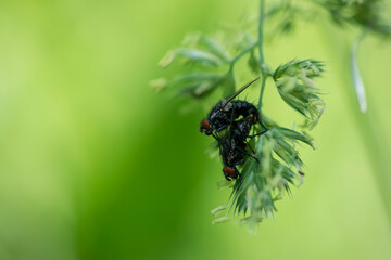 pair of cluster flies on the blade of grass. two flies mating, a pair of flies, isolated on green background. macro nature, natural habitat. black big house flies on the grass, close-up