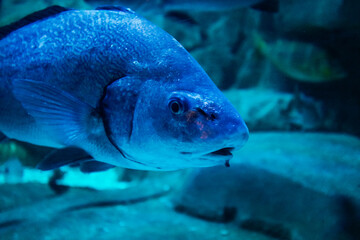 rare fish in aquarium - 444595511