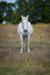 Obraz premium beautiful white horse on dry grass in the field. Arabian horse, front view, white horse stands in an agriculture field with dry grass in sunny weather. strong, hardy and fast animal.
