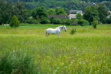 beautiful white horse on green grass in the field. Arabian horse, white horse stands in an agriculture field with juicy grass in sunny weather. strong, hardy and fast animal. grazing in the meadow