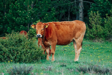 Pretty  healthy, nice, good brown cow in the field. Ecology farming. - 444595583