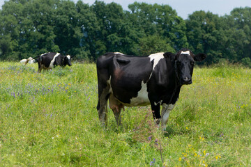 Naklejka premium Dairy cow in the pasture. two cows. black and white young cow, stands on green grass. spring day. milk farm. home animal. cattle. the cow is grazing in the meadow. close-up