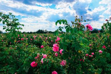 Bulgaria, rose plantation valley. Rosa damascena farm, rosebush. - 444595736