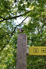 Robin on a tree