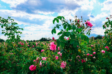 Bulgaria, rose plantation valley. Rosa damascena farm, rosebush. - 444595747