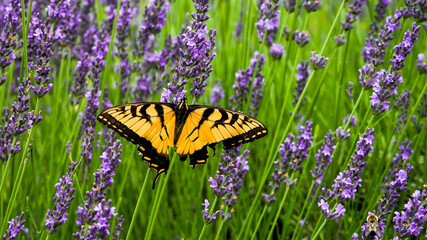 Eastern Tiger Swallowtail Butterfly on lavender flower