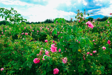 Bulgaria, rose plantation valley. Rosa damascena farm, rosebush. - 444595770