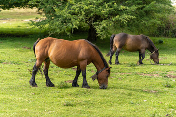 Obraz na płótnie Canvas Horses grazing in Urbasa mountains (Navarra, Spain).