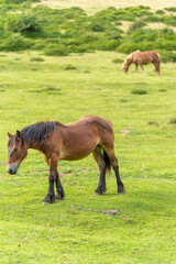 Naklejka na ściany i meble Horses grazing in Urbasa mountains (Navarra, Spain).