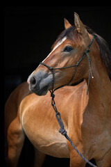 Fototapeta na wymiar Portrait of a beautiful thoroughbred horse on a dark background, close-up.